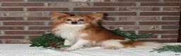 Papillon dogs for sale: Bobby - Ad 7
