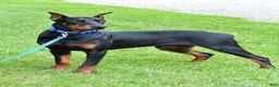 Doberman Pinscher dogs for sale: Doberman Pinscher Puppy 1 - Ad 5
