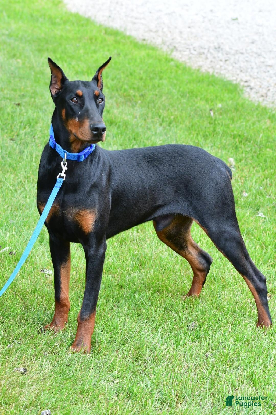 Doberman Pinscher dogs for sale: Doberman Pinscher Puppy 1 - Ad 5