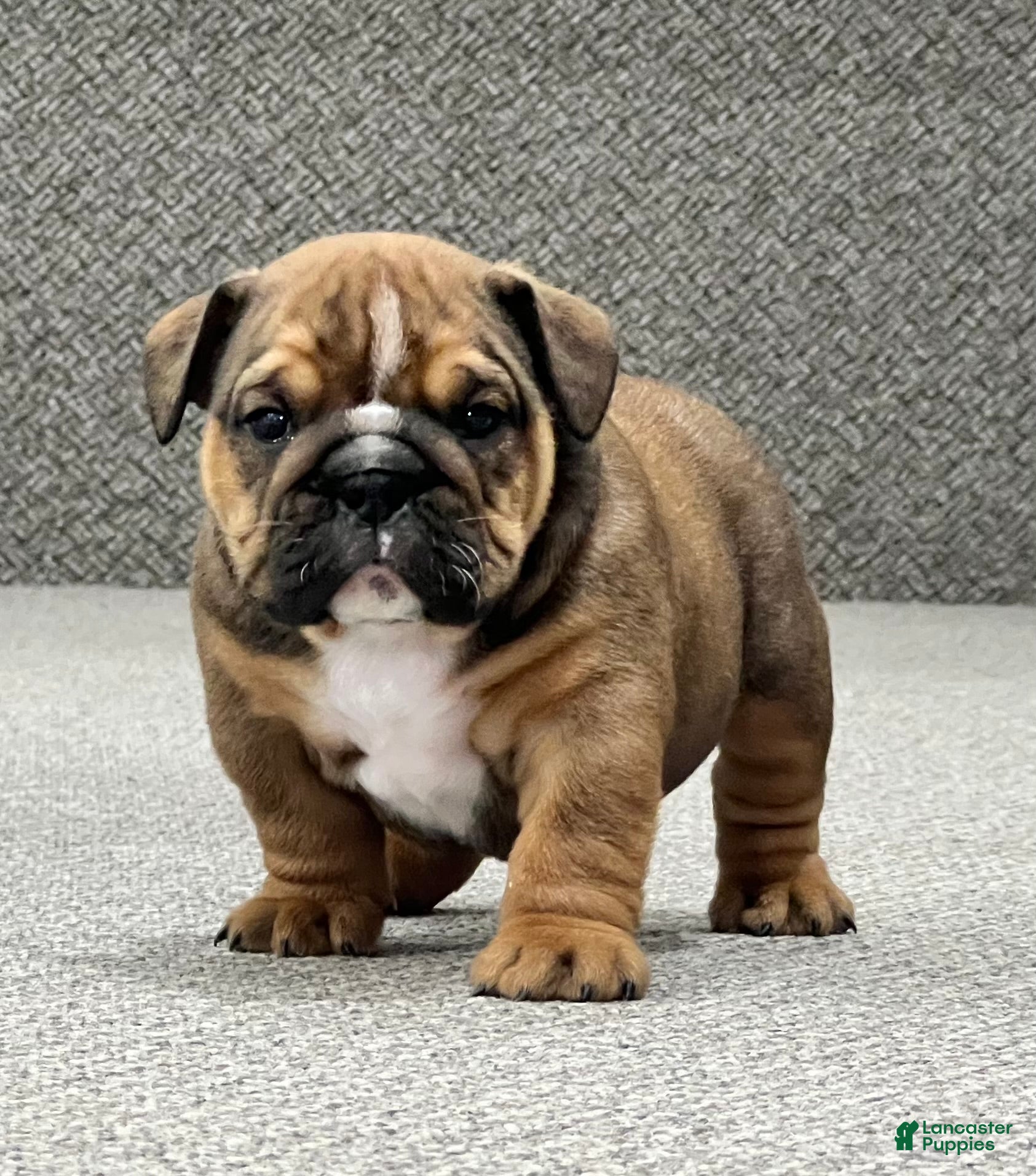 English Bulldog dogs Beau - Ad 4