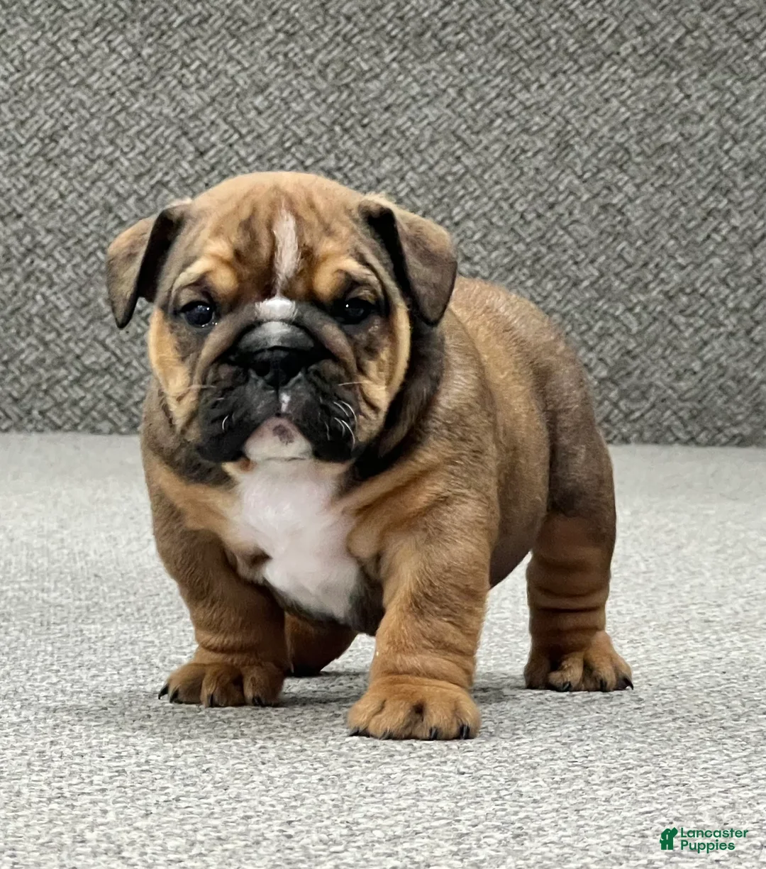 English Bulldog dogs for sale: Beau - Ad 1