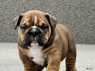 English Bulldog dogs Beau - Ad 4