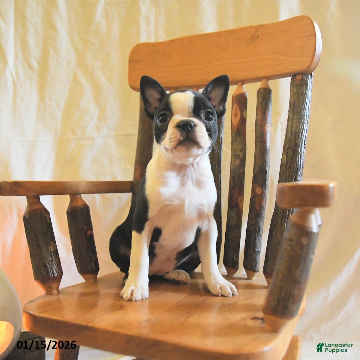 Boston Terrier dogs Gracie  - Ad 14