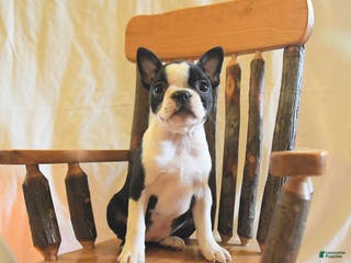 Boston Terrier dogs Gracie - Ad 21