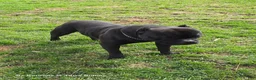 American Bully dogs for sale: Pixie - Ad 22
