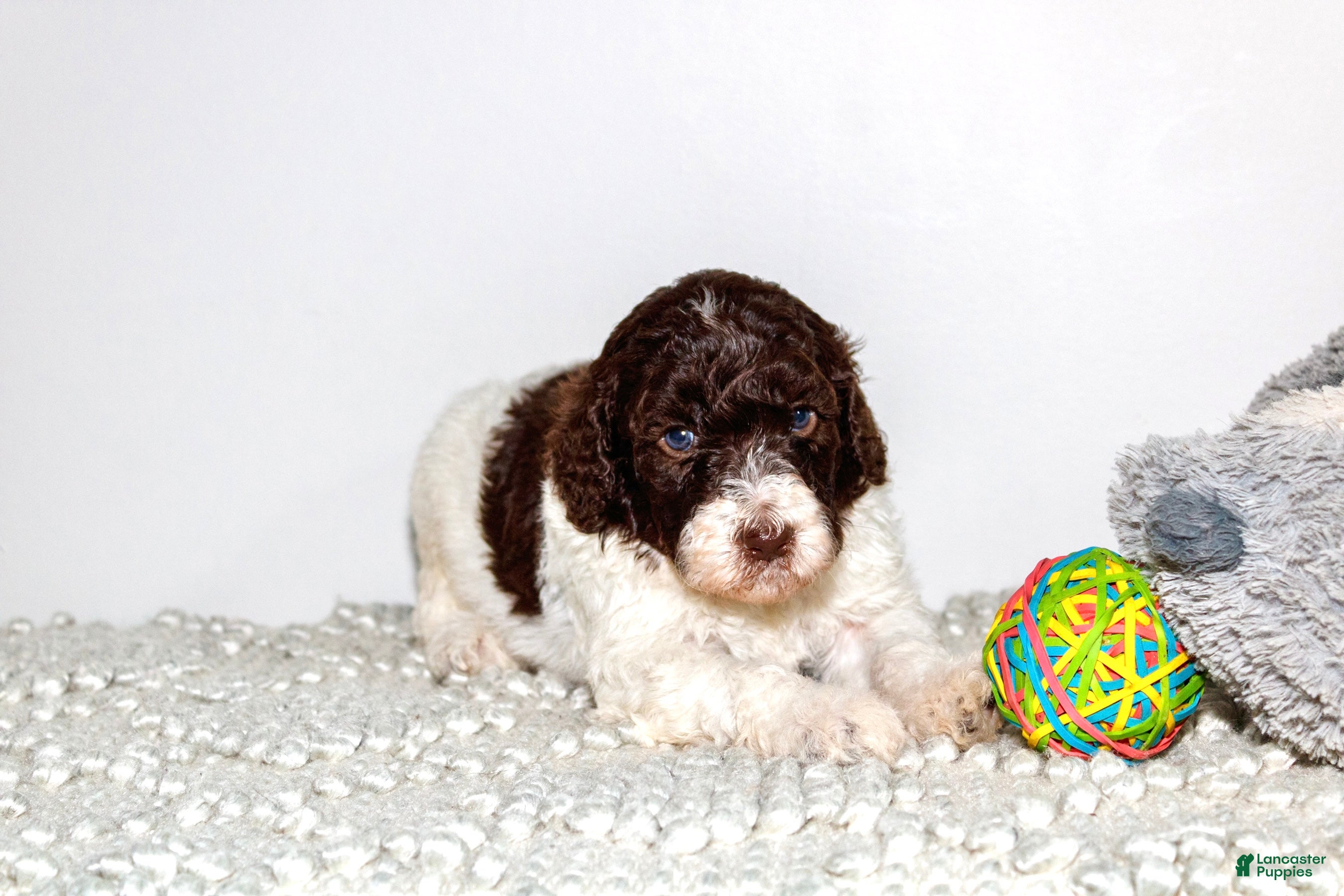 Labradoodle dogs Floyd - Ad 36