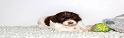 Labradoodle dogs for sale: Floyd - Ad 1