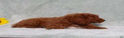 Miniature Poodle dogs for sale: Louie - Ad 3
