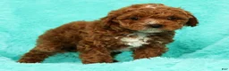 Cavapoo dogs for sale: Lexie - Ad 7