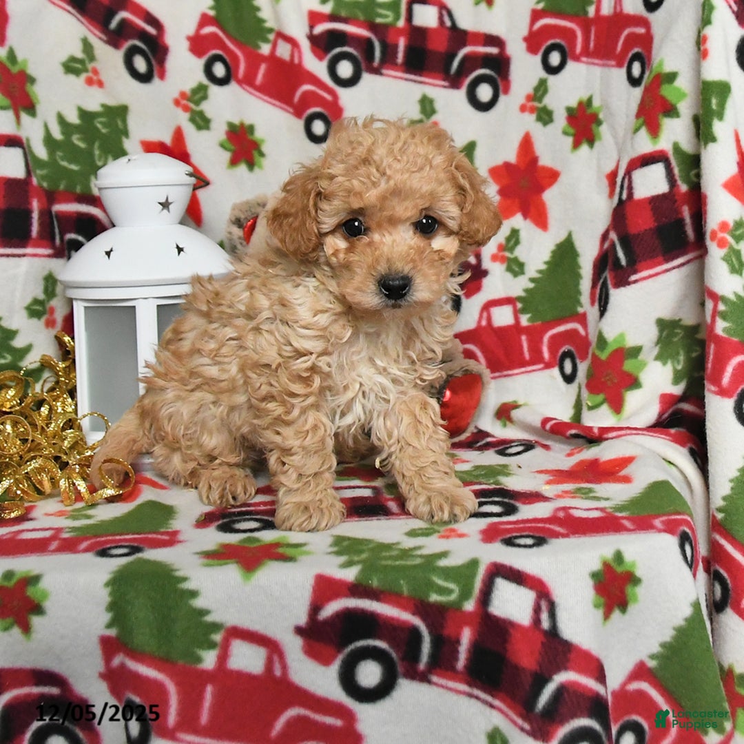 Toy Poodle dogs for sale: Prancer - Ad 2