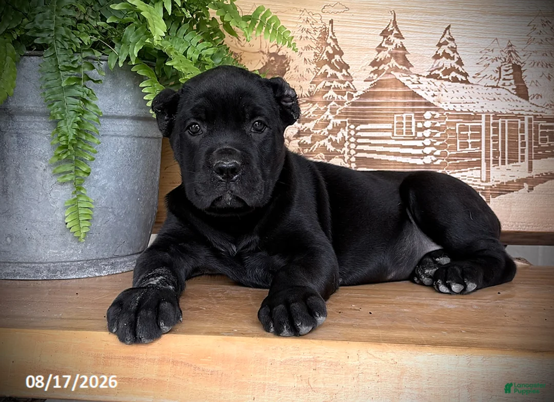 Cane Corso dogs for sale: Sabrina - Ad 3