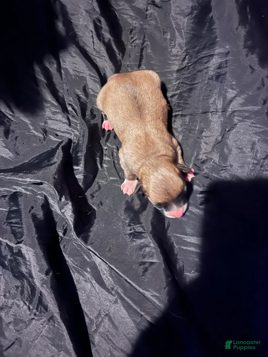 Chihuahua dogs for sale:  2 - Ad 1