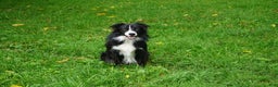 Border Collie dogs for sale: Champ - Ad 3