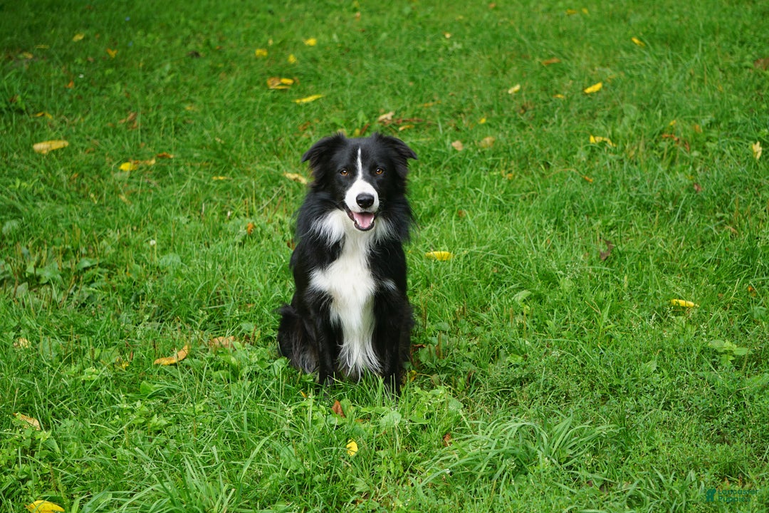 Border Collie dogs for sale: Champ - Ad 3