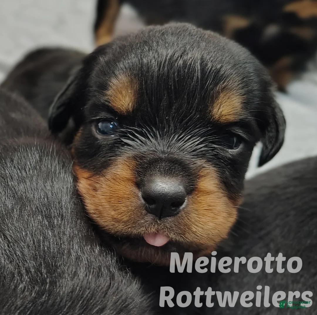 Rottweiler dogs for sale: Rottweiler Puppy 3 - Ad 1