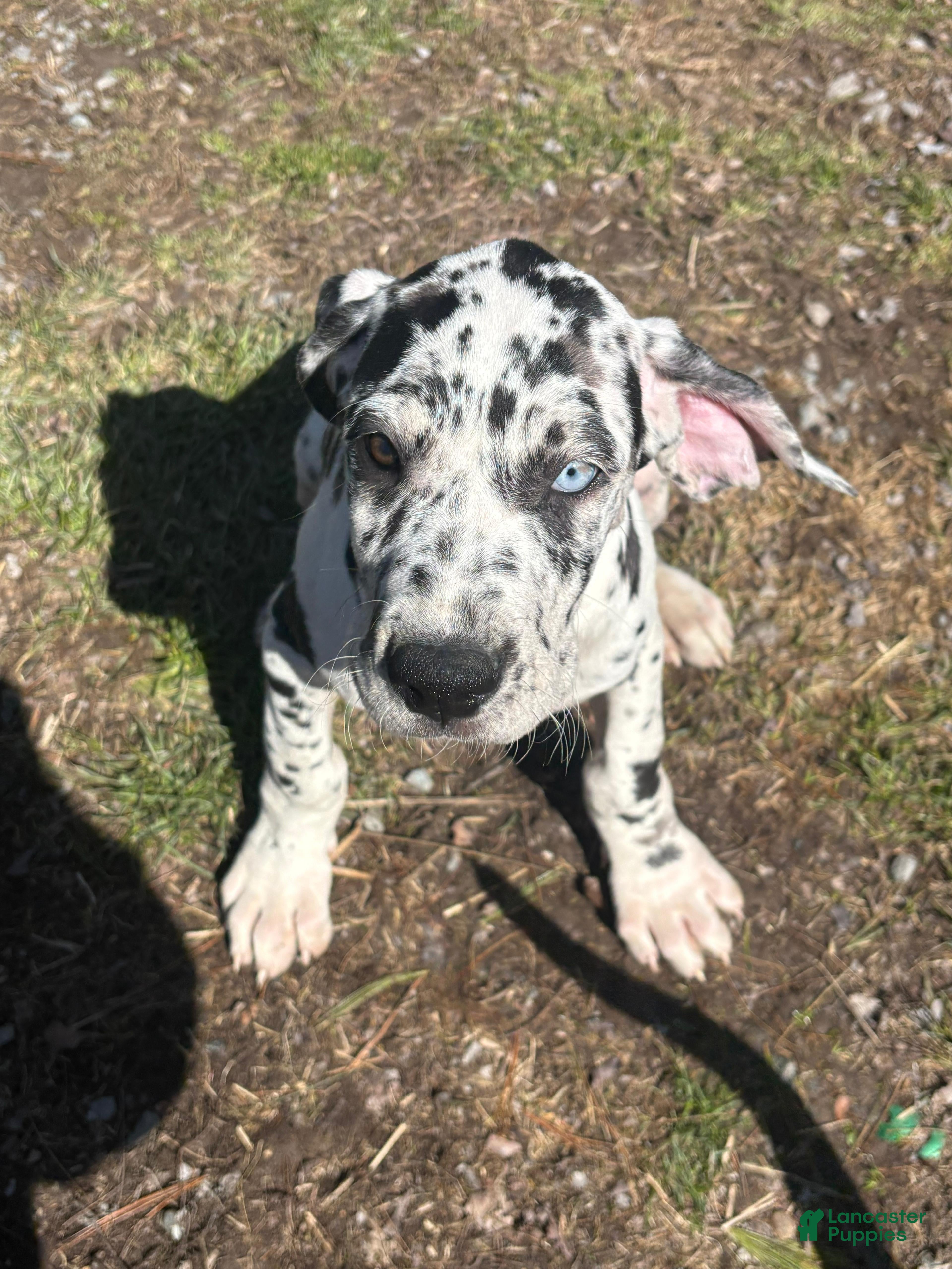 Great Dane dogs Great Dane Puppy 4 - Ad 2