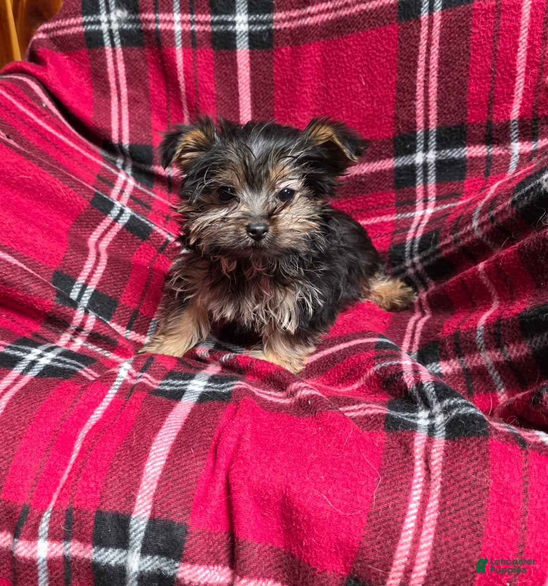 Yorkshire Terrier dogs for sale: Little one - Ad 3