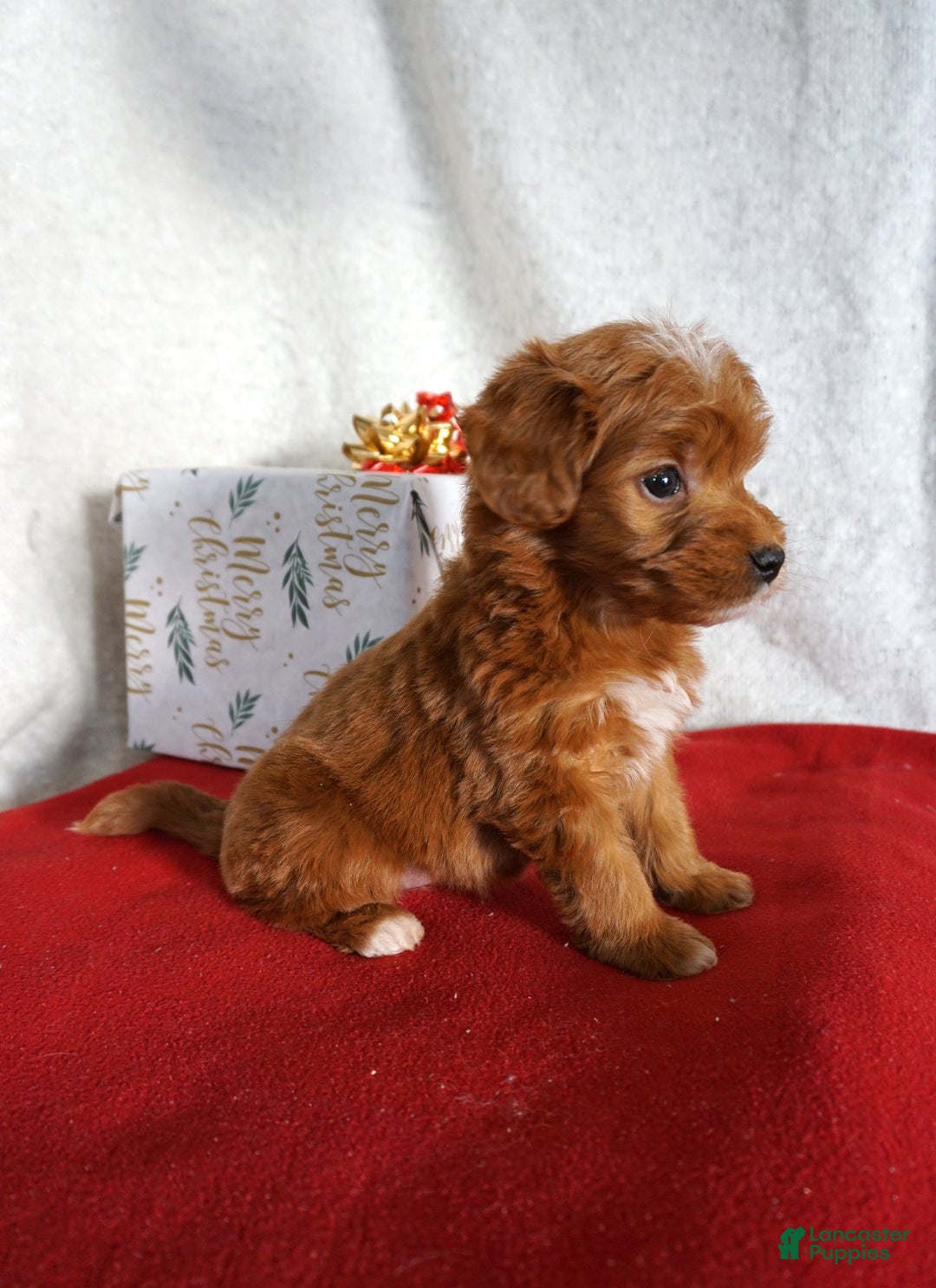 Goldendoodle dogs for sale: Sugar - Ad 4