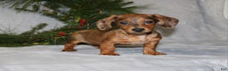 Miniature Dachshund dogs for sale: Coco - Ad 3