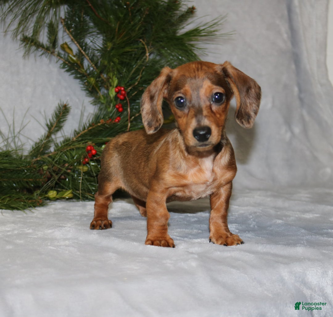 Miniature Dachshund dogs for sale: Coco - Ad 3