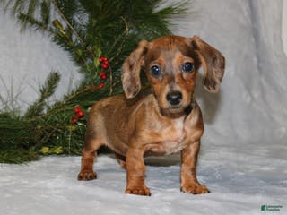 Miniature Dachshund dogs Coco - Ad 40