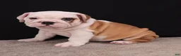 English Bulldog dogs for sale: Sally  - Ad 19
