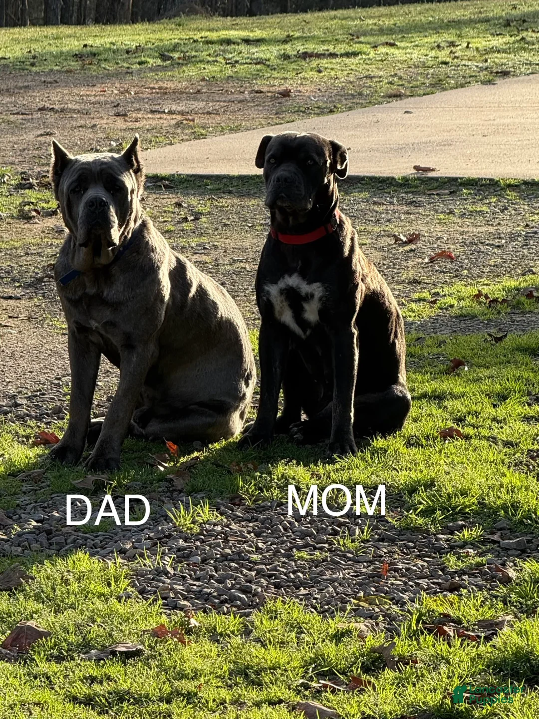 Cane Corso dogs for sale: Cane Corso Puppy 3 - Ad 8