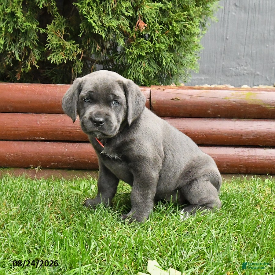 Cane Corso dogs August - Ad 2