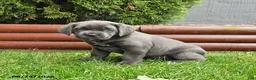 Cane Corso dogs for sale: August - Ad 2