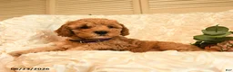 Mini Goldendoodle dogs for sale: Ginger - Ad 4