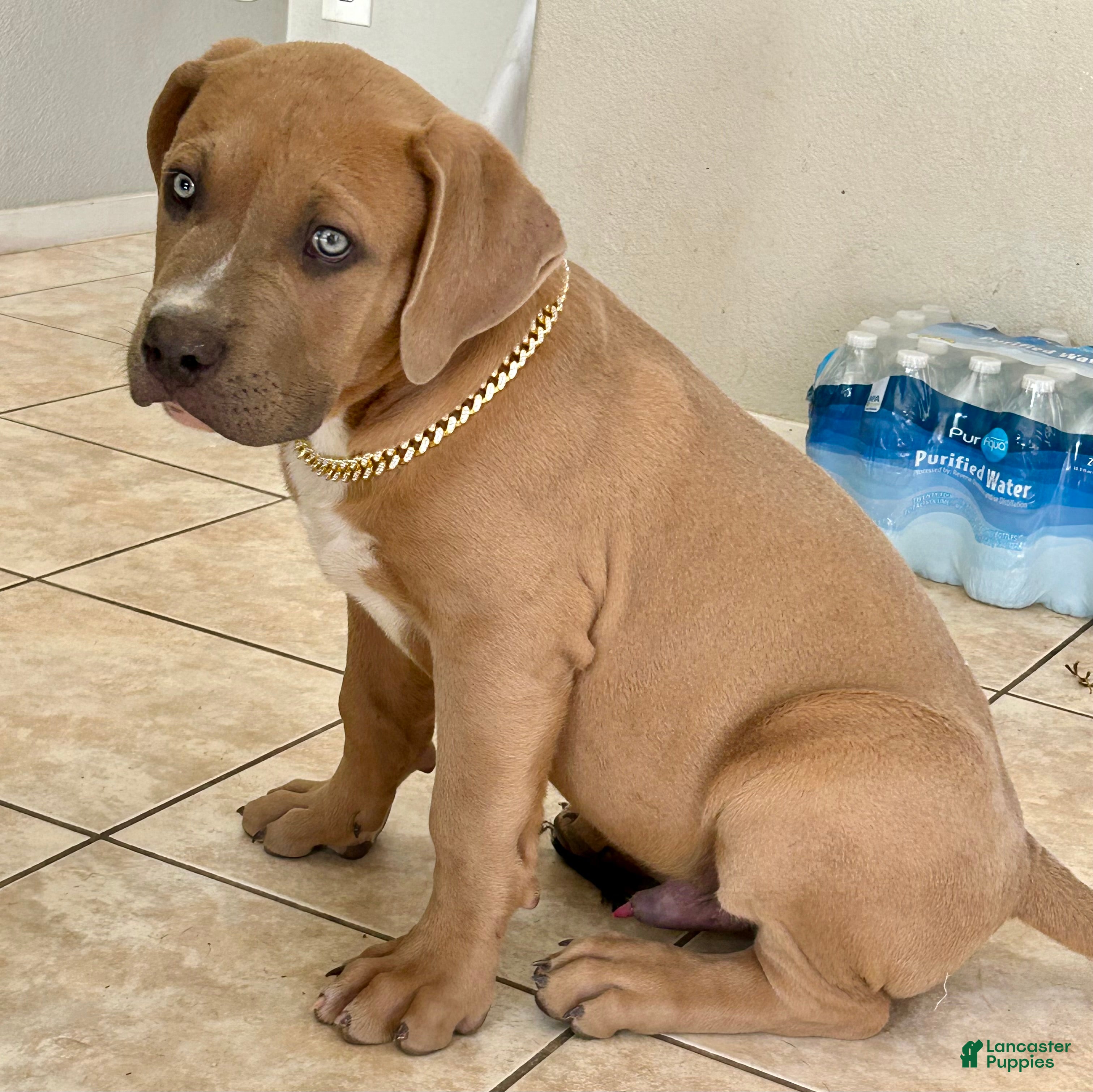 American Bully dogs KANO - Ad 17