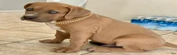 American Bully dogs for sale: KANO - Ad 1