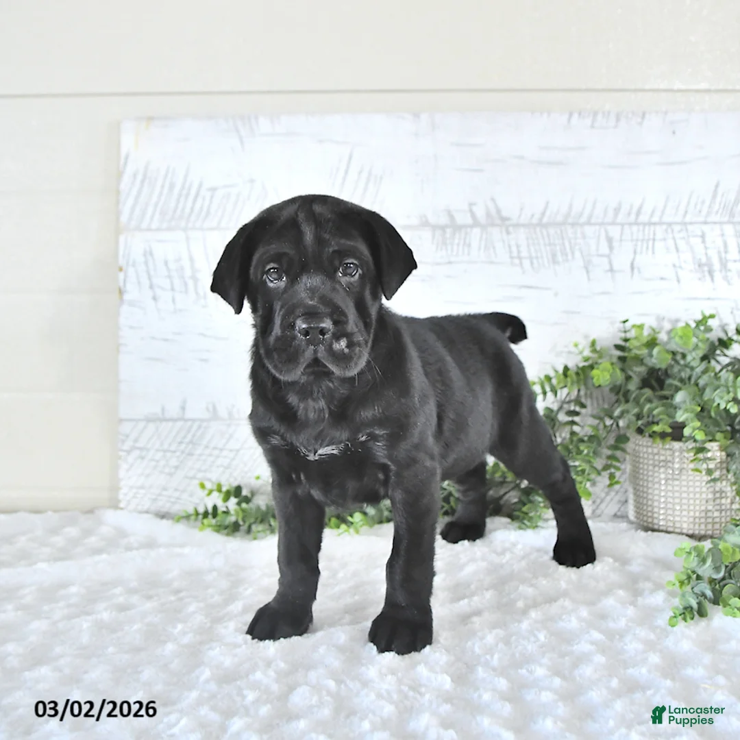 Mini Hippo dogs for sale: Marshal - Ad 1