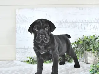 Mini Hippo dogs for sale: Marshal - Ad 3