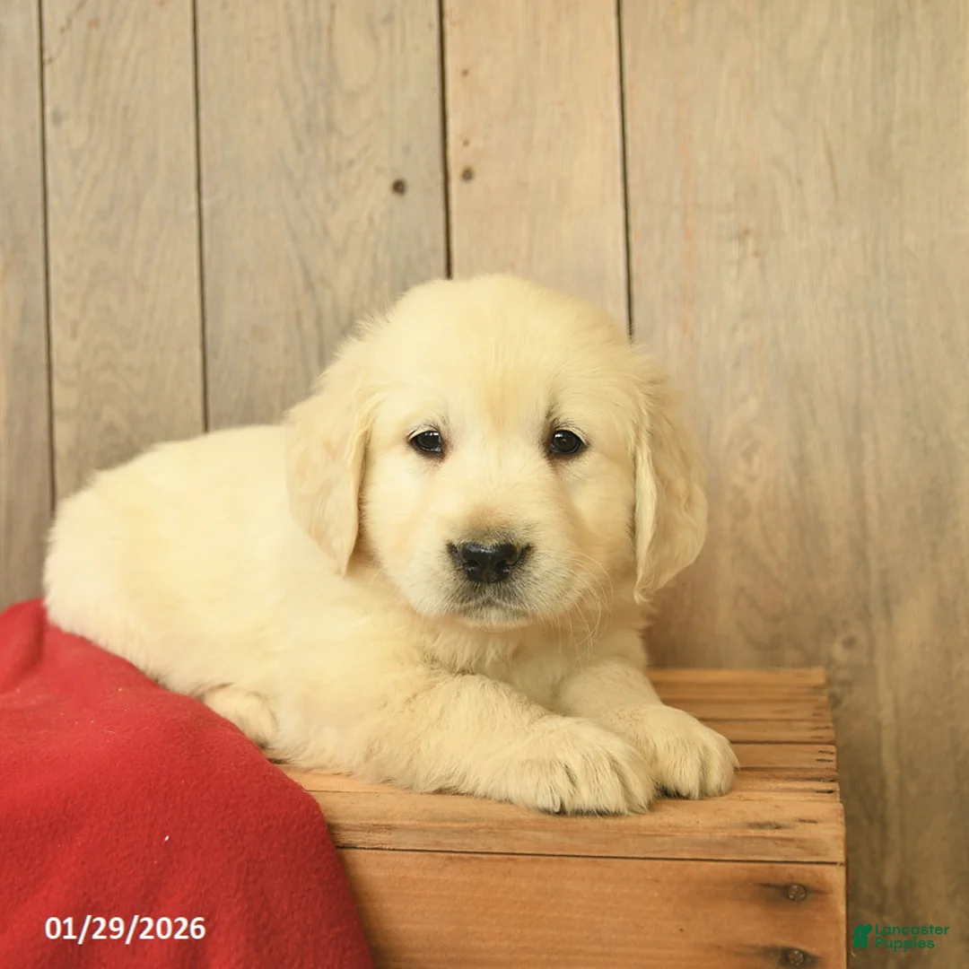 Golden Retriever dogs for sale: Gwen  - Ad 2