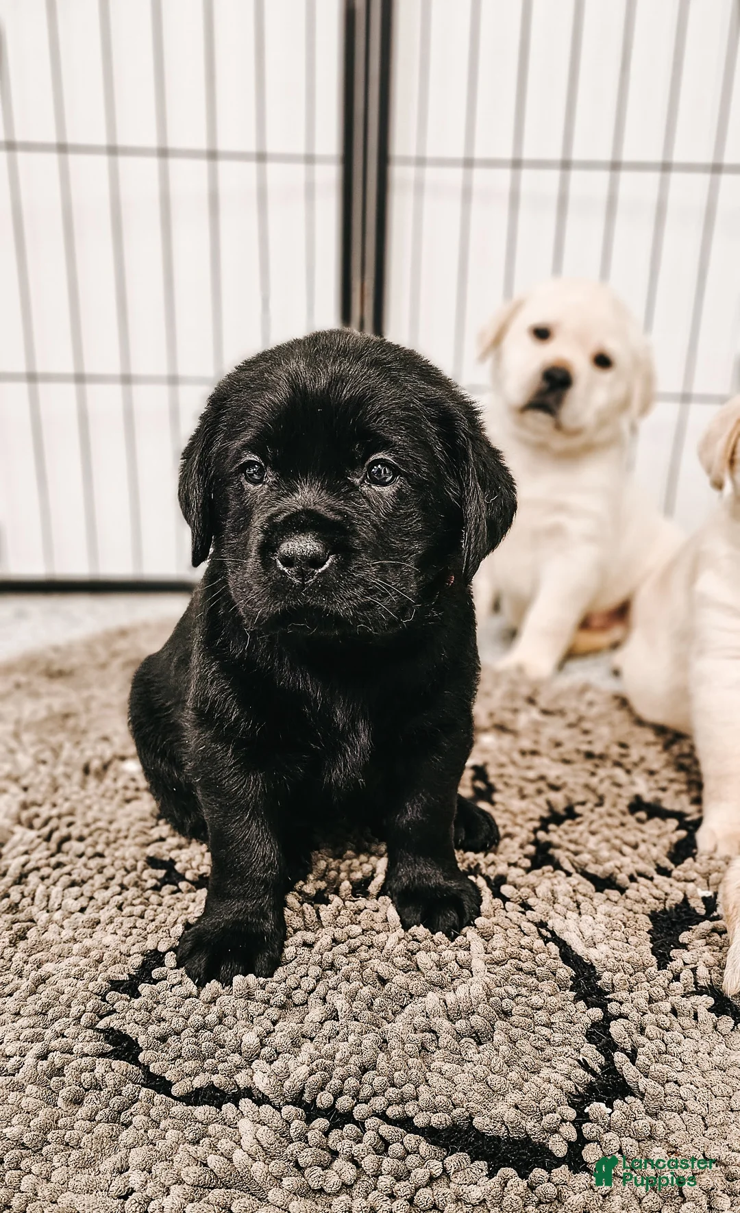 Labrador Retriever dogs for sale: Labrador Retriever Puppy 2 - Ad 1