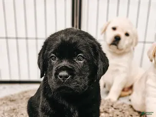 Labrador Retriever dogs for sale: Labrador Retriever Puppy 2 - Ad 2