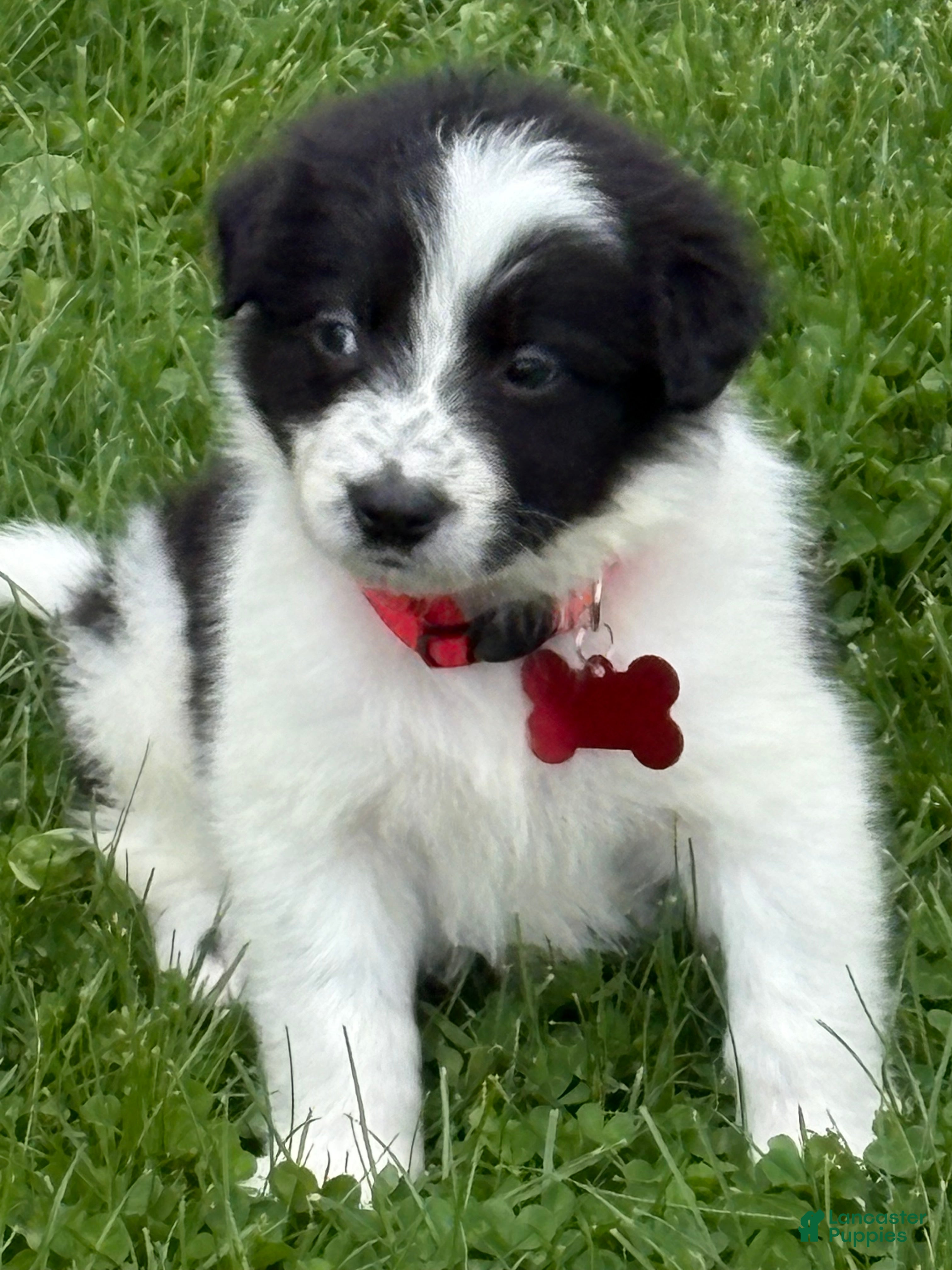 Border Collie dogs Richard - Ad 1