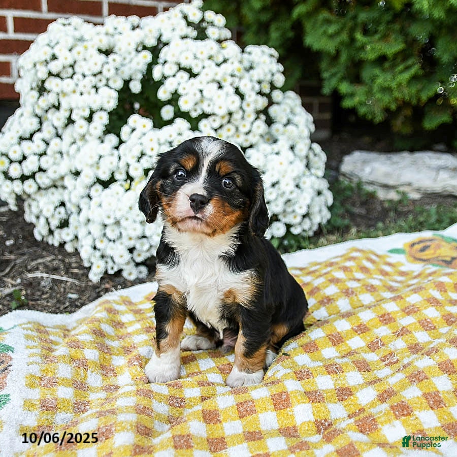 Mixed Breed dogs Walker - Ad 6