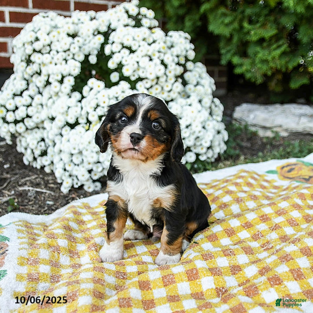 Mixed Breed dogs for sale: Walker - Ad 1