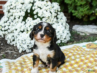 Mixed Breed dogs Walker - Ad 33