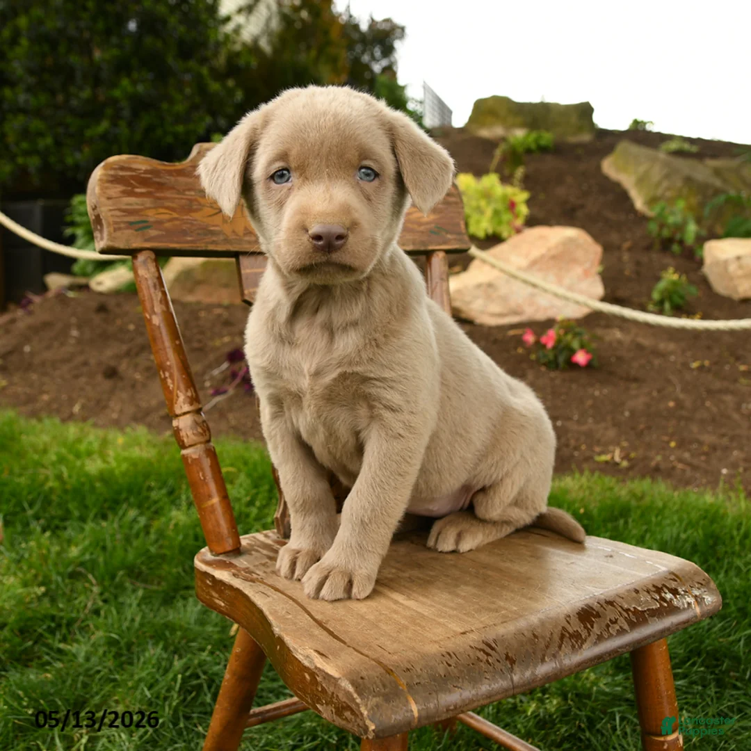 Labrador Retriever dogs for sale: Storm   - Ad 1