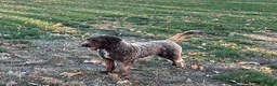 Portuguese Water Dog dogs for sale: Bear - Ad 4