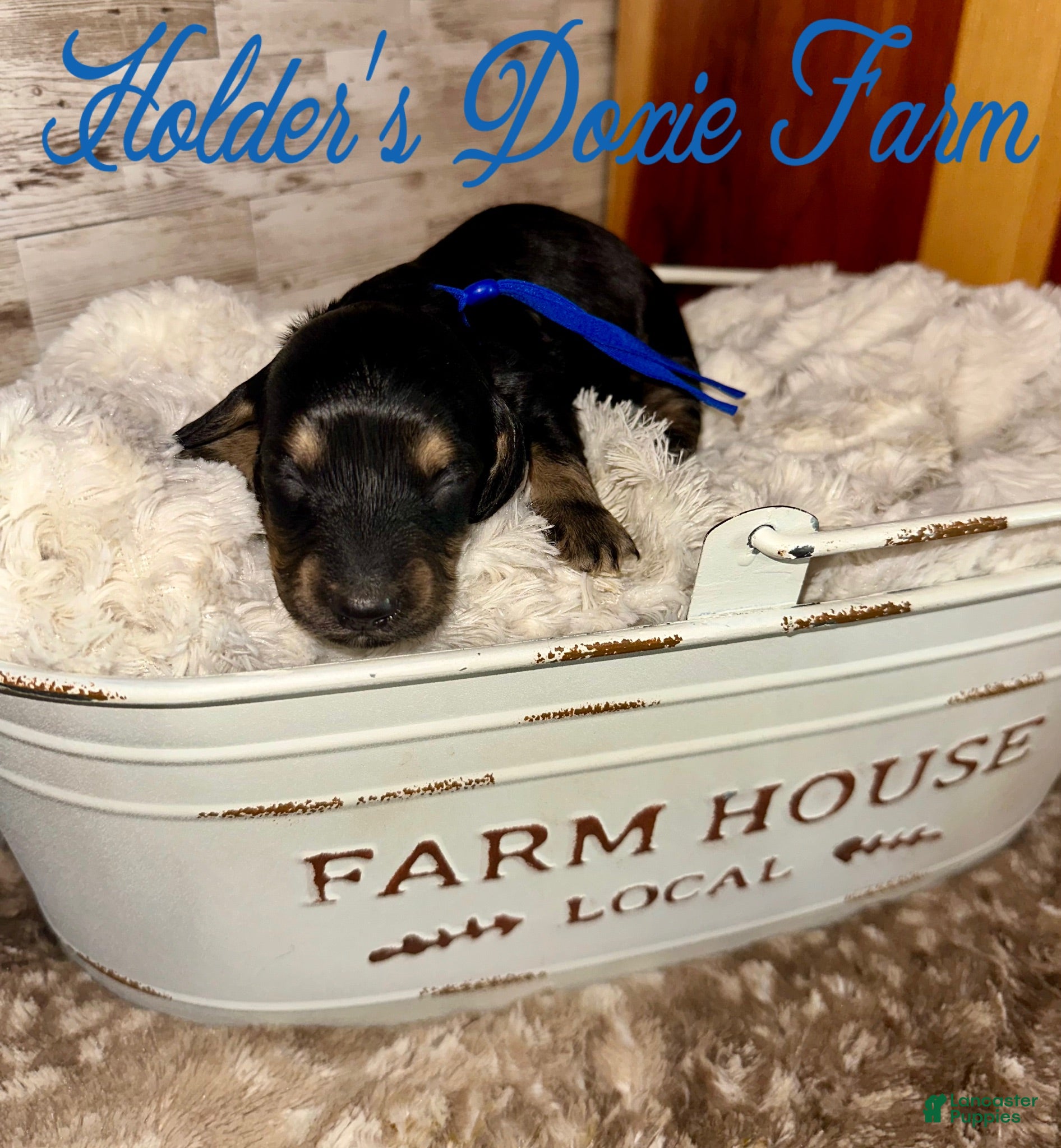 Miniature Dachshund dogs Grumpy - Ad 6