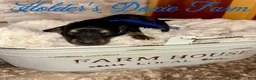 Miniature Dachshund dogs for sale: Grumpy - Ad 2