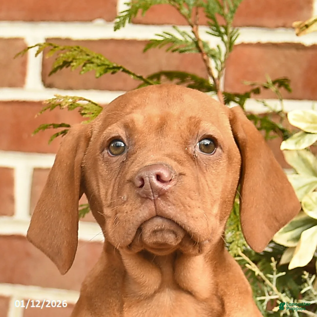 Vizsla dogs for sale: Lady  - Ad 5