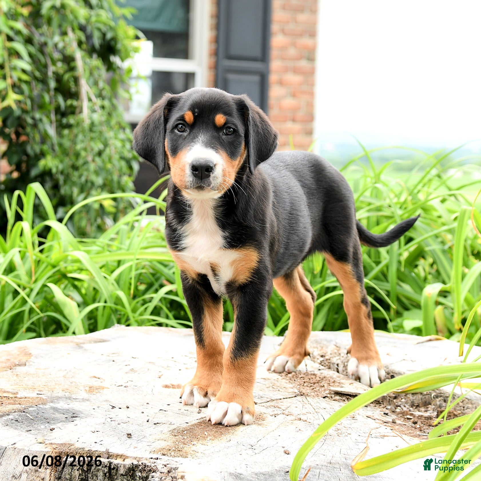 Greater Swiss Mountain Dog dogs Therese - Ad 1