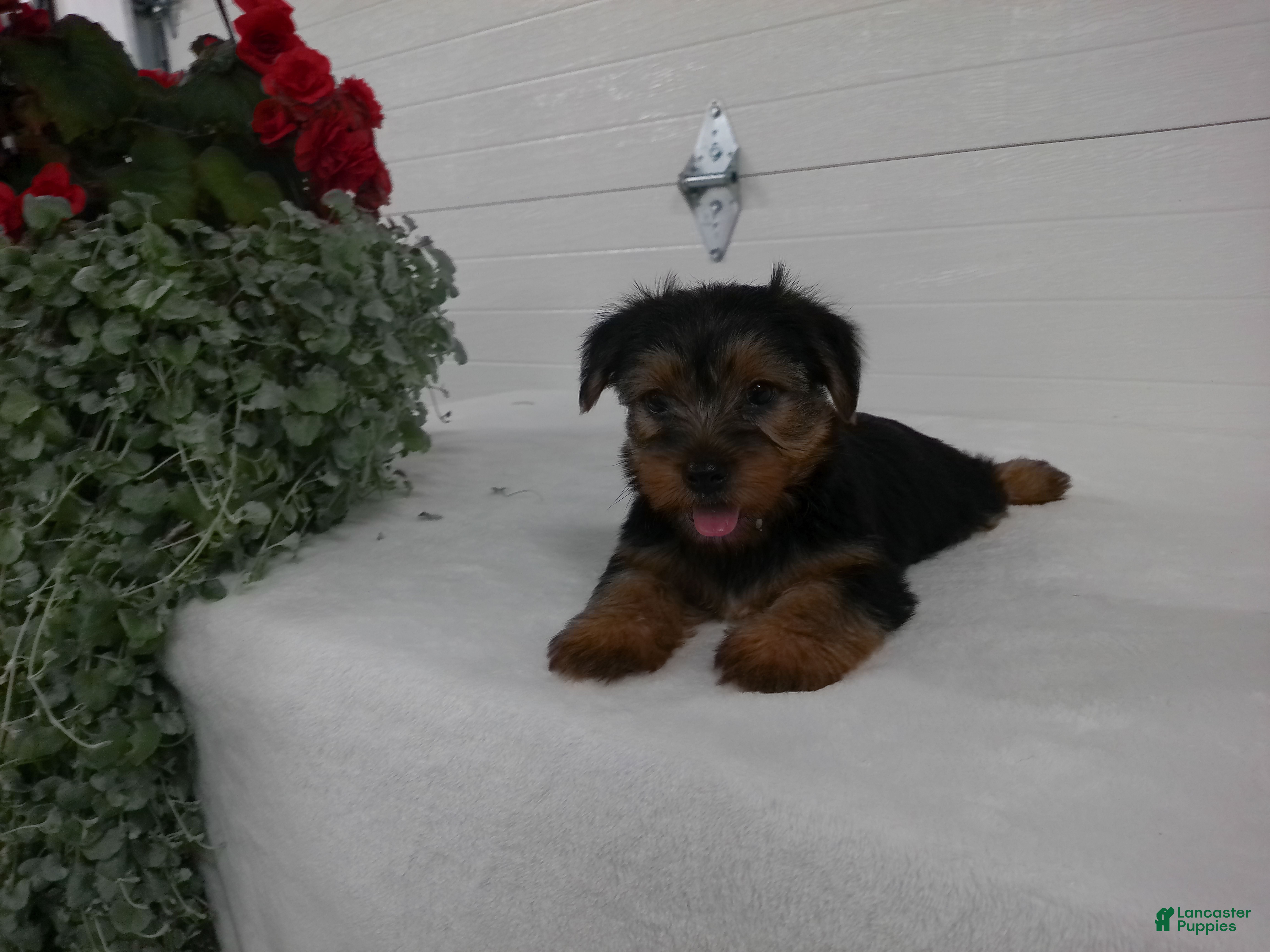 Yorkshire Terrier dogs Scout  - Ad 2