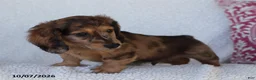 Miniature Dachshund dogs for sale: Ron - Ad 4