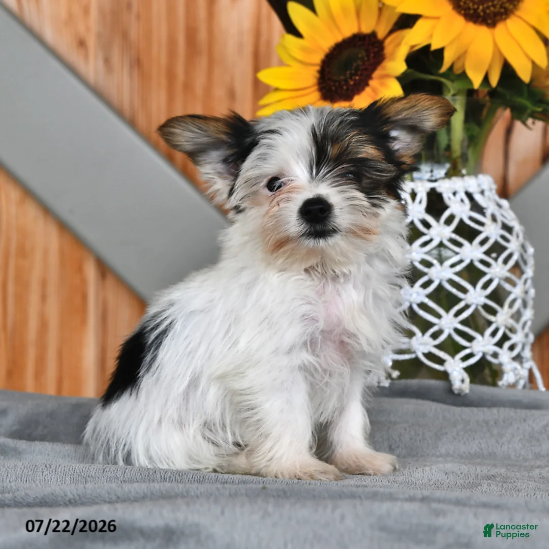 Mixed Breed dogs for sale: Rover - Ad 1